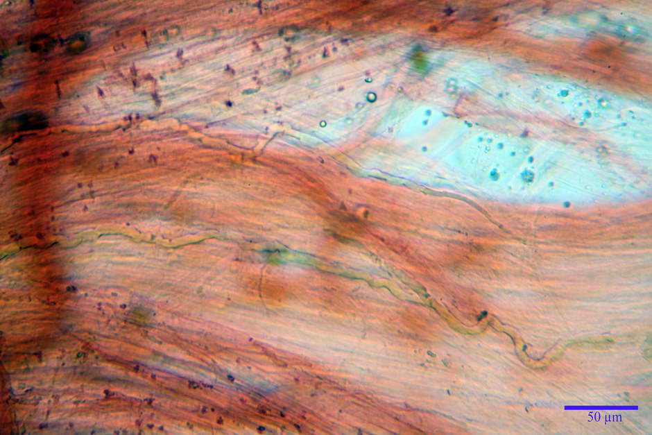 stropharia 32.jpg
