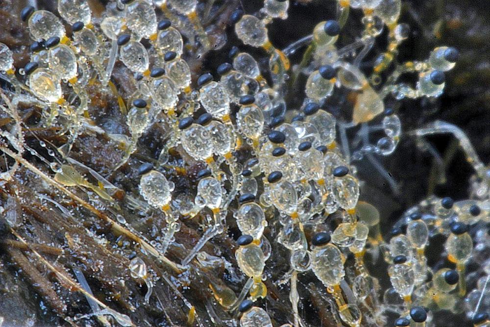 pilobolus crystallinus var kleinii in habitat.jpg