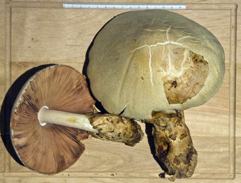 volvariella bombycina 4717 06.jpg