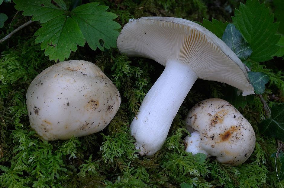 russula pseudoaeruginea 01.jpg