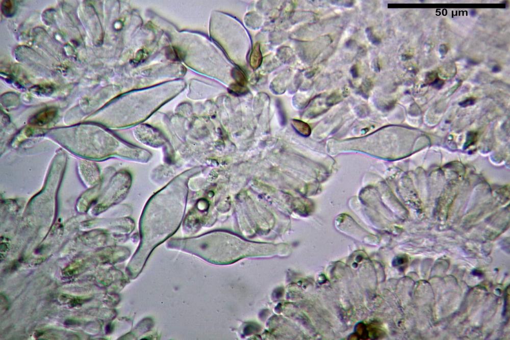 Inocybe phaeodisca var geophylloides 5226 24.jpg