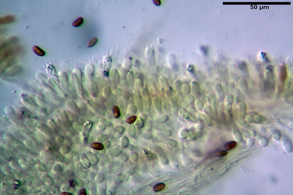 pholiota tuberculosa 5165 14_resize.jpg