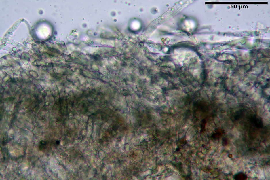 hysterangium 03.jpg