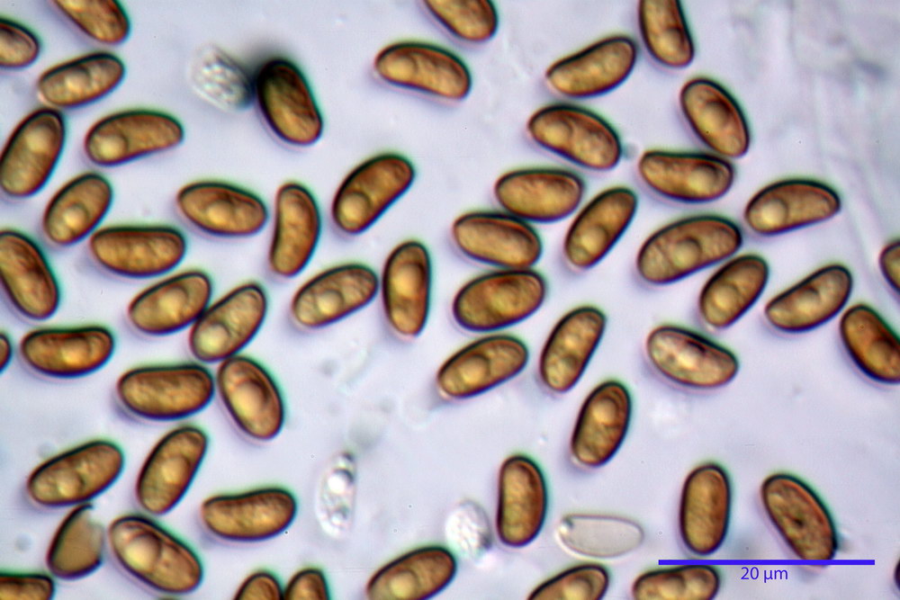 pholiota tuberculosa 5165 18_resize.jpg
