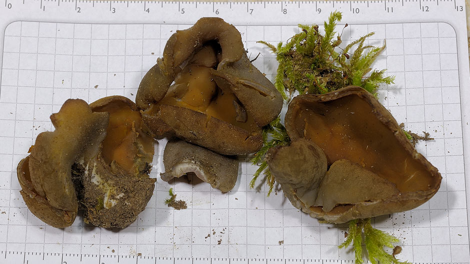 peziza badioides 4670 06.jpg