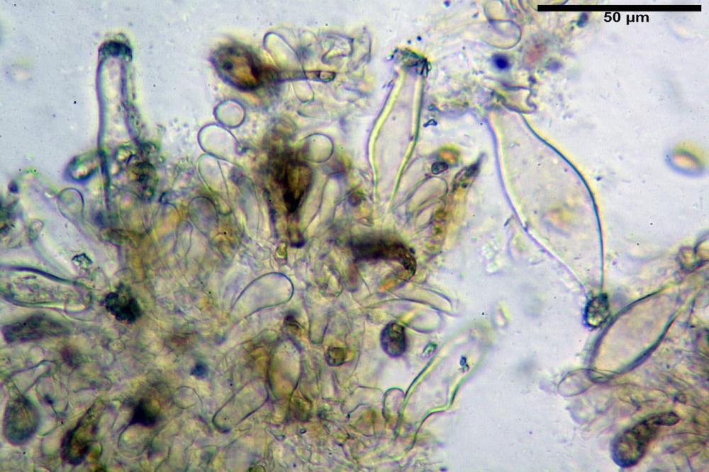 Inocybe phaeoleuca 7440 12.jpg