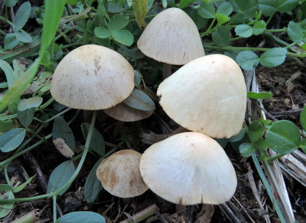 Conocybe fuscimarginata 5595 02.jpg