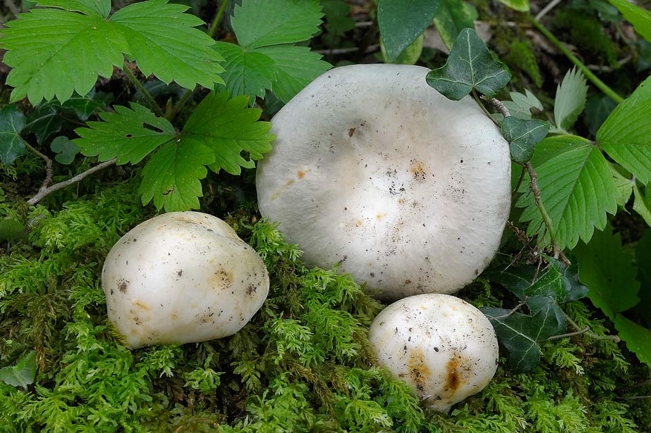 russula pseudoaeruginea 02.jpg