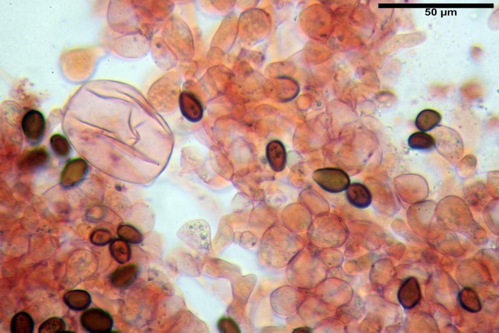 Bolbitius coprophilus 7464 20.JPG