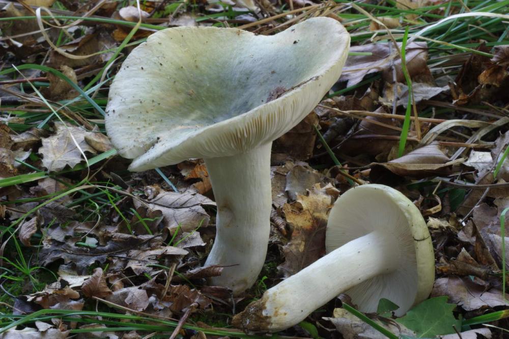 russula cyanoxantha .jpg