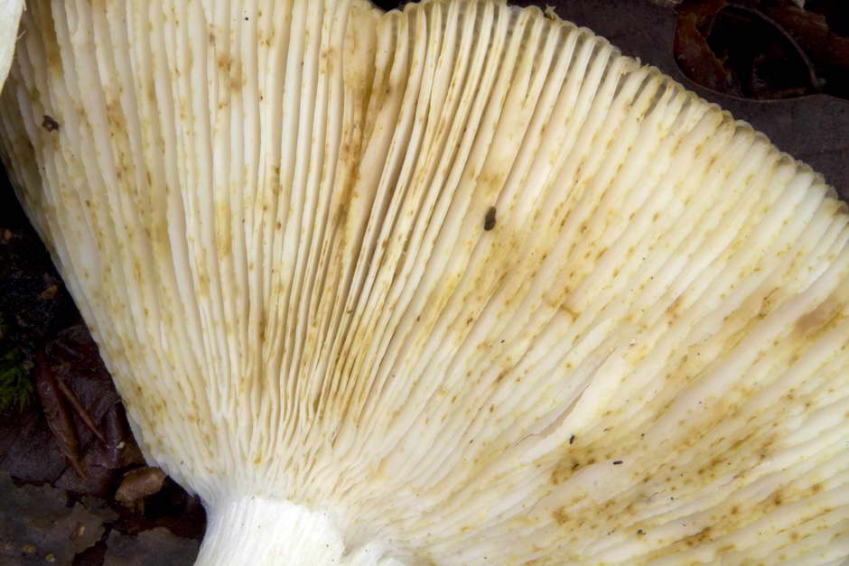 russula vesca 4686 06.jpg