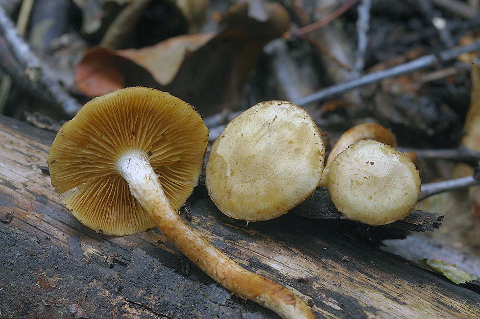 Pholiota conissans 4823 06.jpg