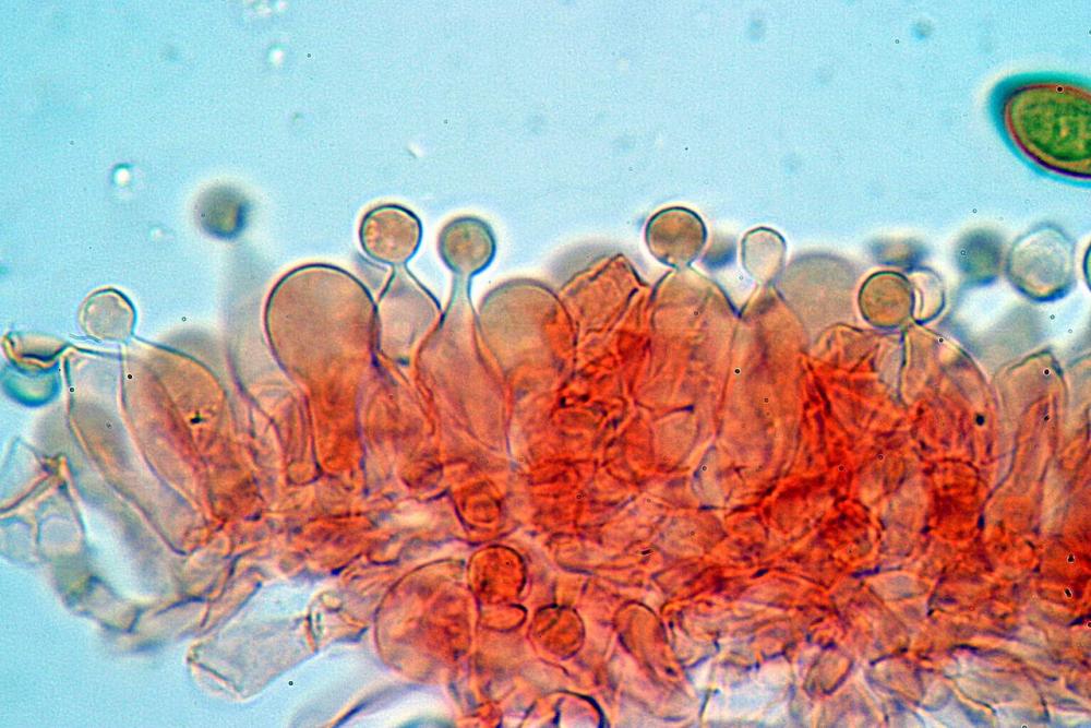conocybe inocybeoides cheilocistidi121.jpg