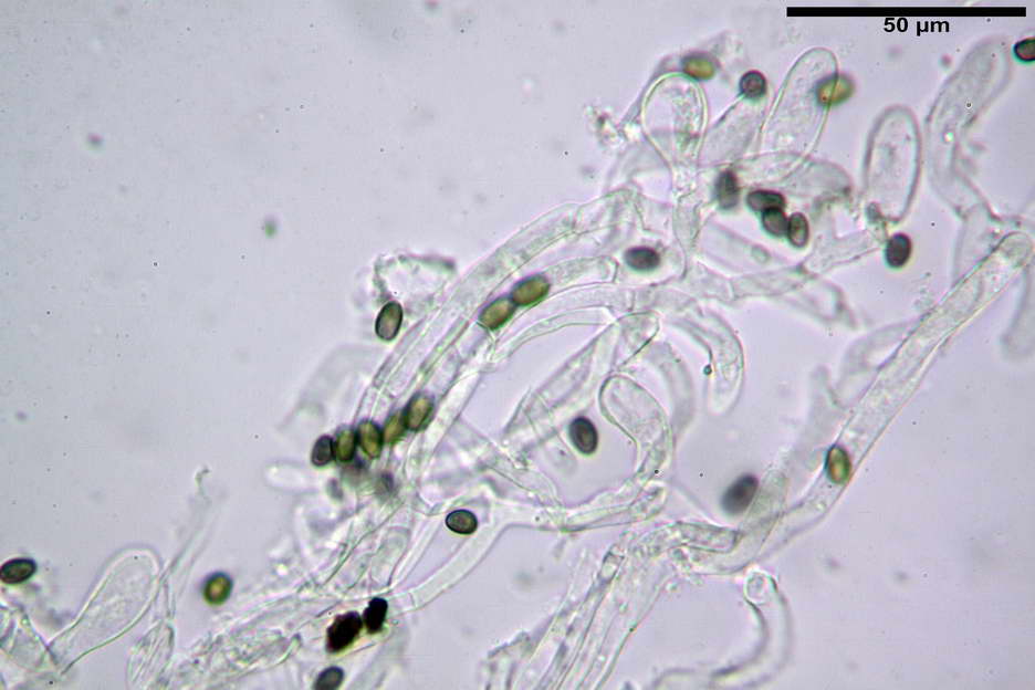 Psathyrella 43.jpg