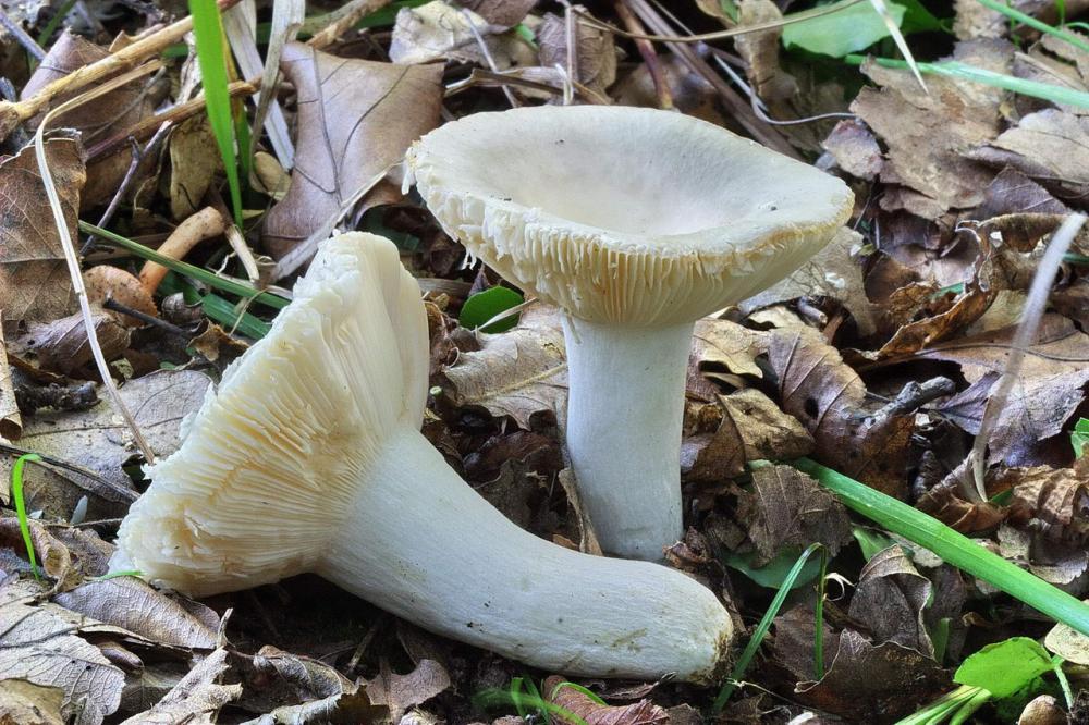 russula pseudoaeruginea 02.jpg