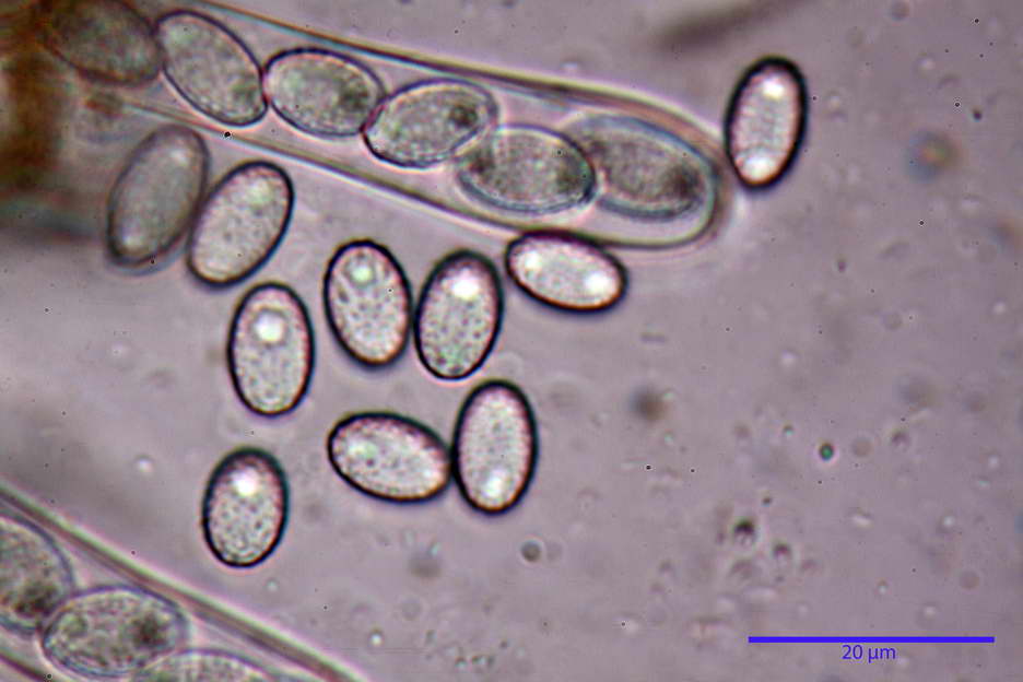 peziza subviolacea 4827 28.jpg