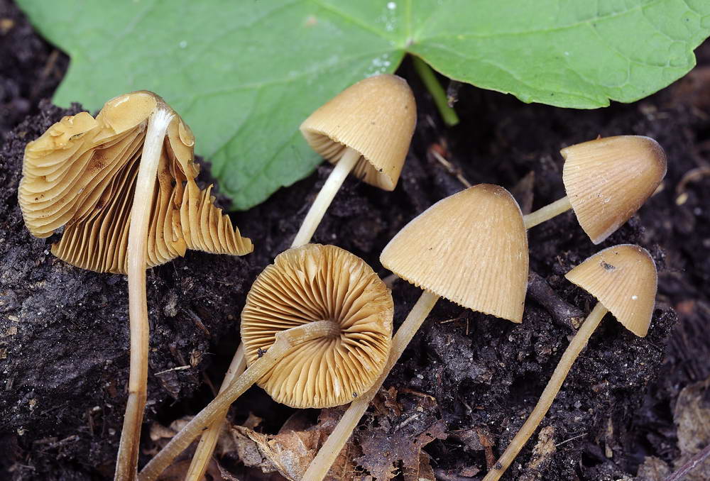 conocybe velutipes var velutipes 5068 03.jpg