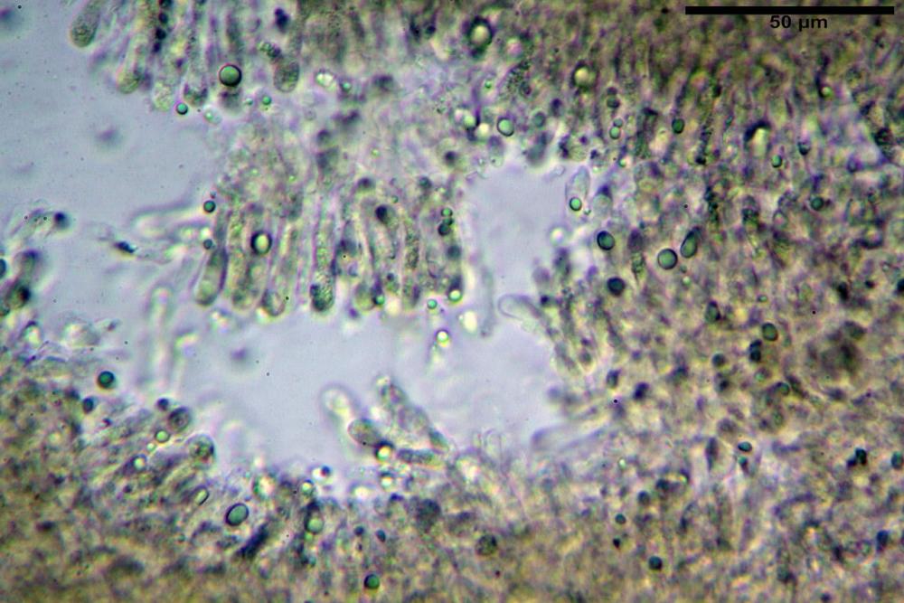 imenio luteo-olivaceum 6930 fresco KOH 2%.jpg