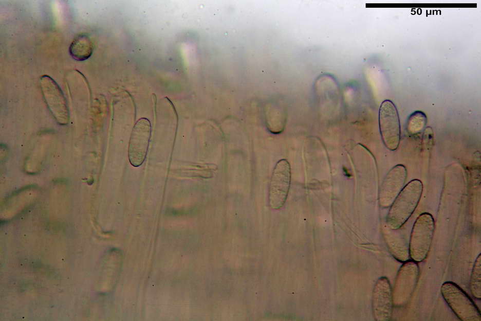 urnula pouchetii 4829 09.jpg