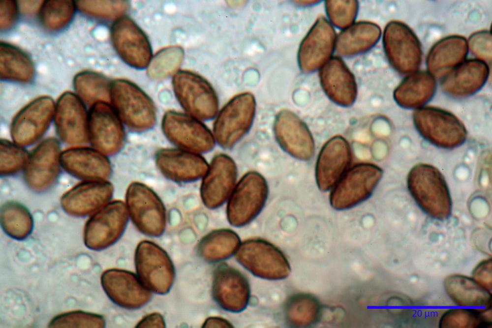 Galerina marginata 5893 26.jpg