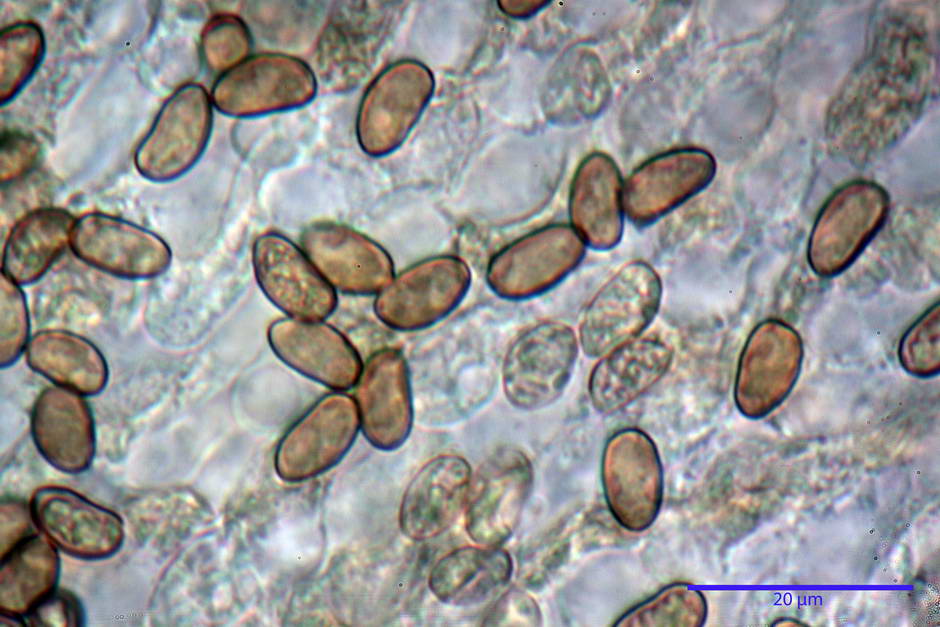 inocybe leucoblema 4846 35.jpg