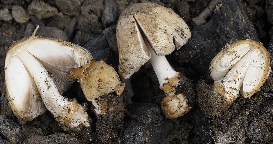 Coprinellus 04.jpg