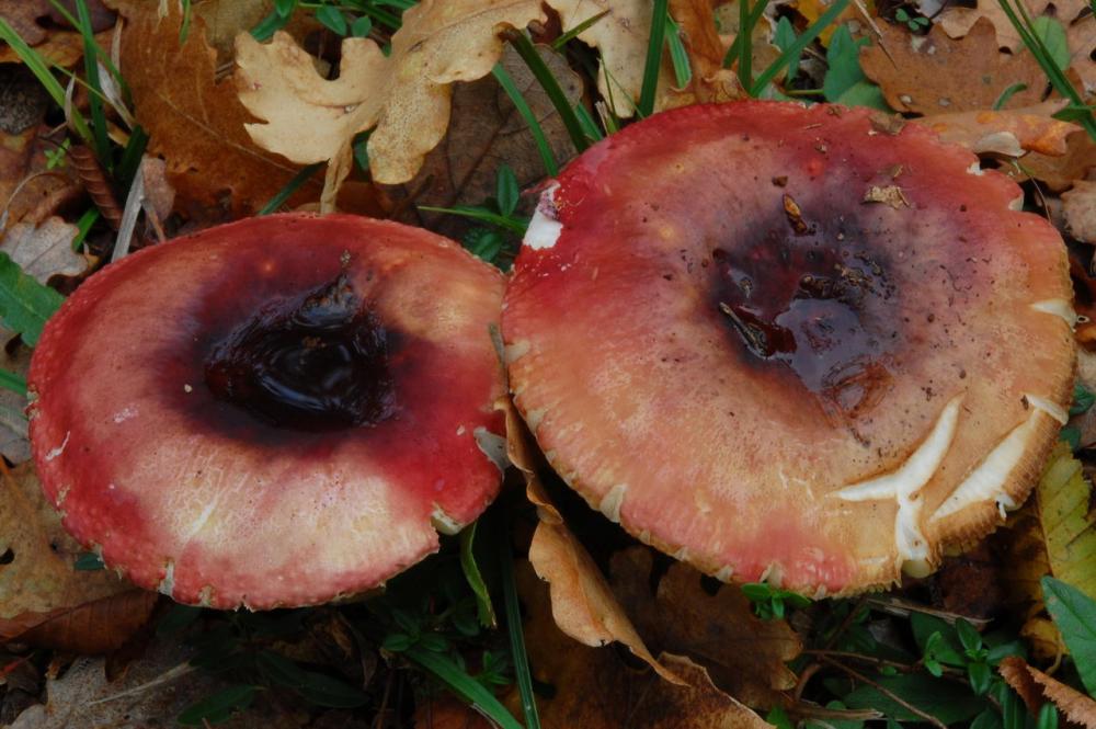 Russula graveolens 6800 02.JPG