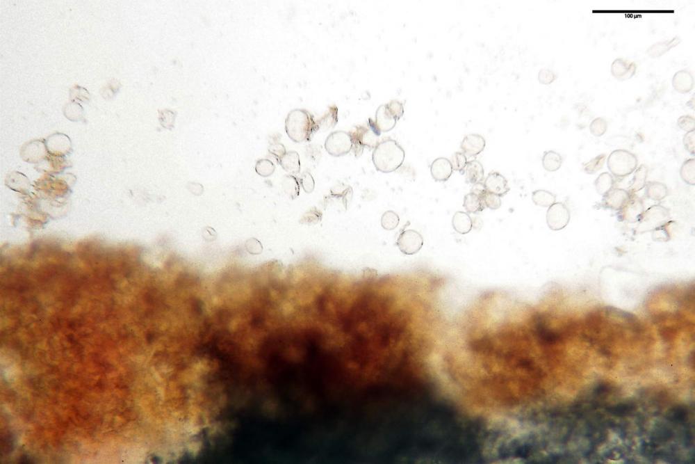 Cystodermella cinnabarina 01.JPG