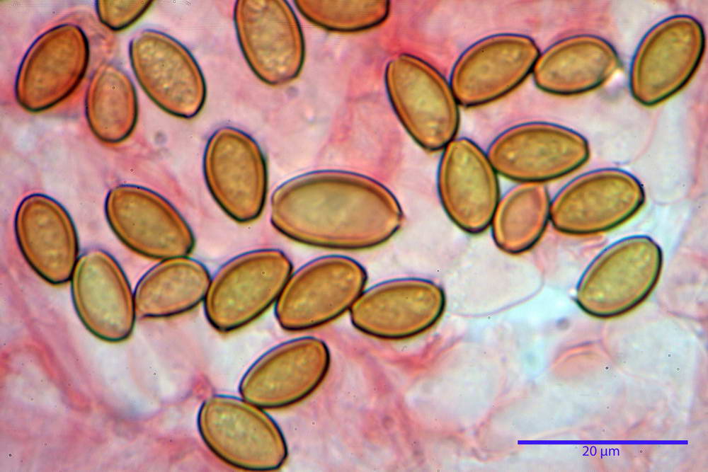 agrocybe dura 5044 54.jpg