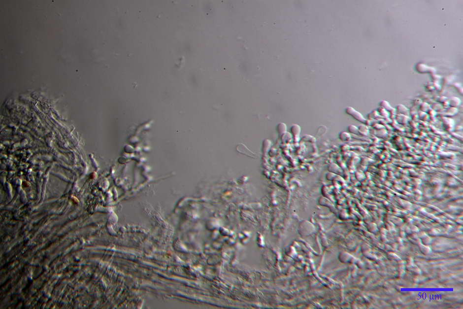 stropharia aeruginosa 4760 59.jpg
