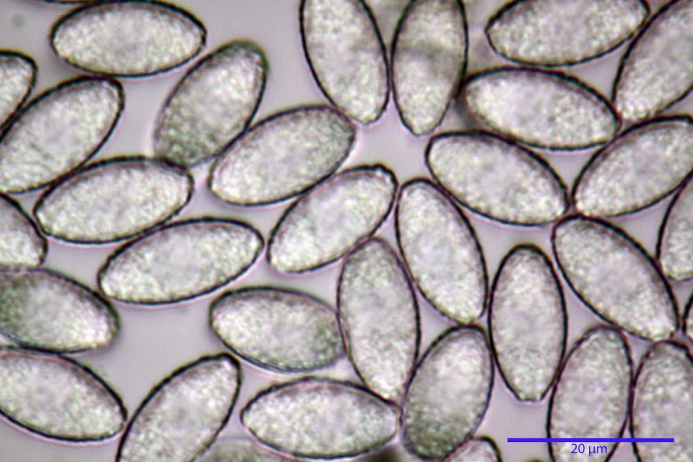 Peziza phyllogena 09_resize.jpg