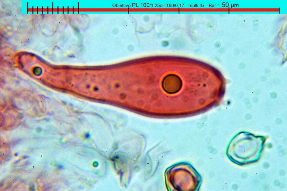 entoloma costatum basidi rosso congo 01.jpg