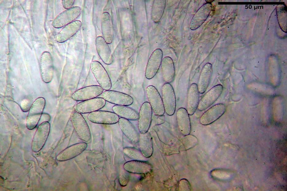 urnula pouchetii 4829 13.jpg