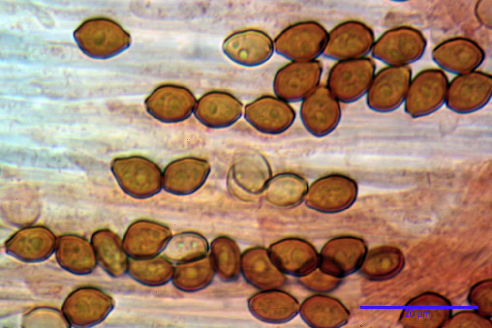 conocybe antipus 4921 28.jpg