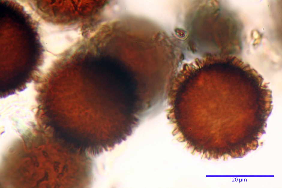 elaphomyces granulatus 4710 26.jpg