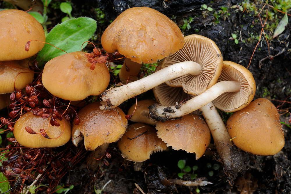 psathyrella hydrophila 04.jpg