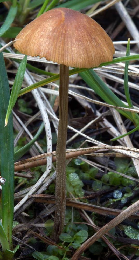 Conocybe sp 02.jpg