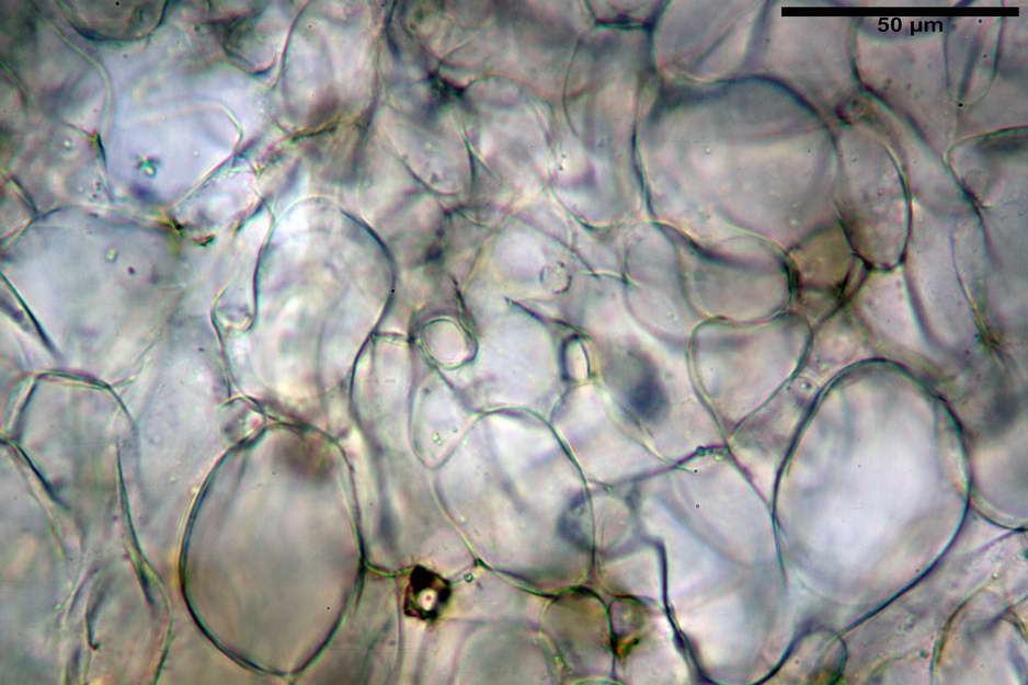 peziza badioides 4670 19.jpg