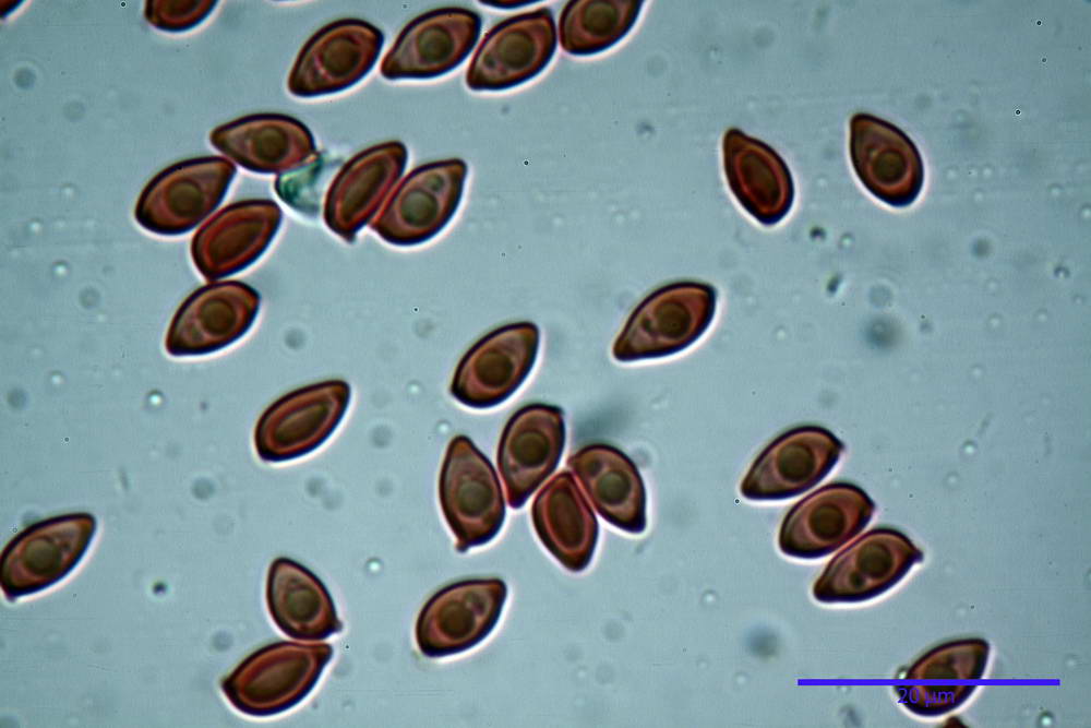 leucoagaricus purpureorimosus 4735 51.jpg