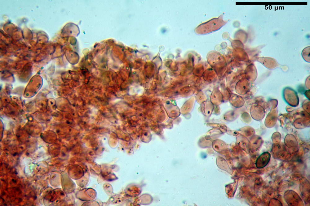 conocybe pseudocrispa 4922 16.jpg