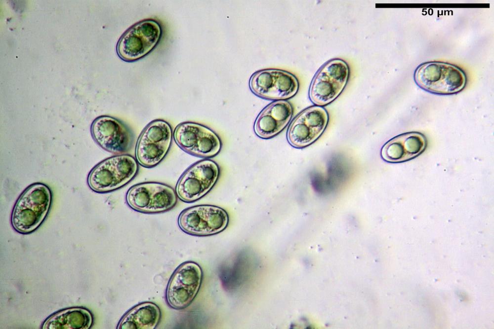 adelphella babingtonii 24.jpg