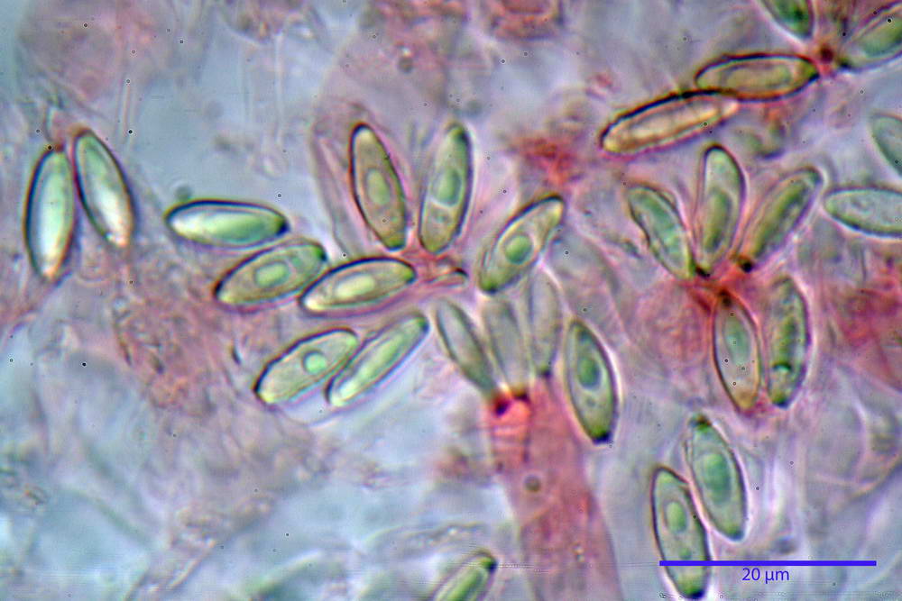 hysterangium coriaceum 5056 24.jpg