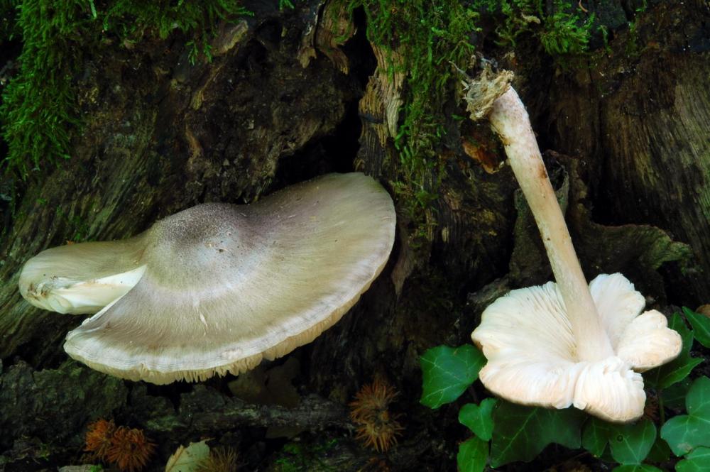 Pluteus petasatus 6573_1.JPG