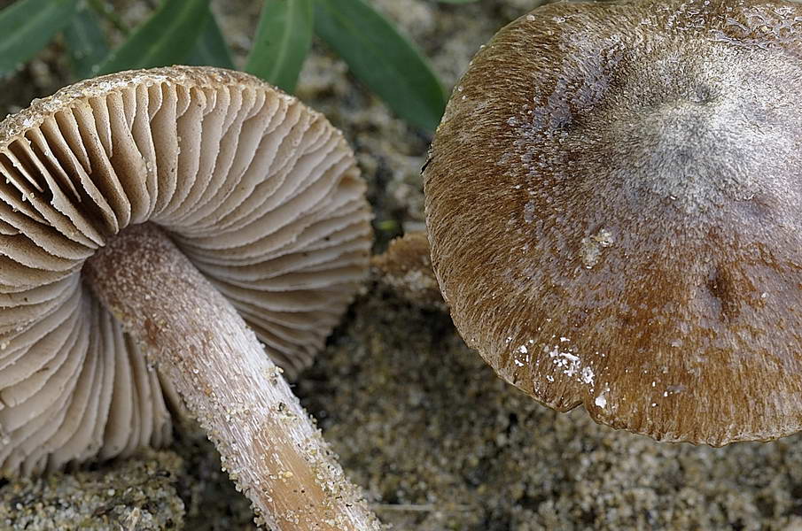 inocybe rufuloides 4620 02.jpg