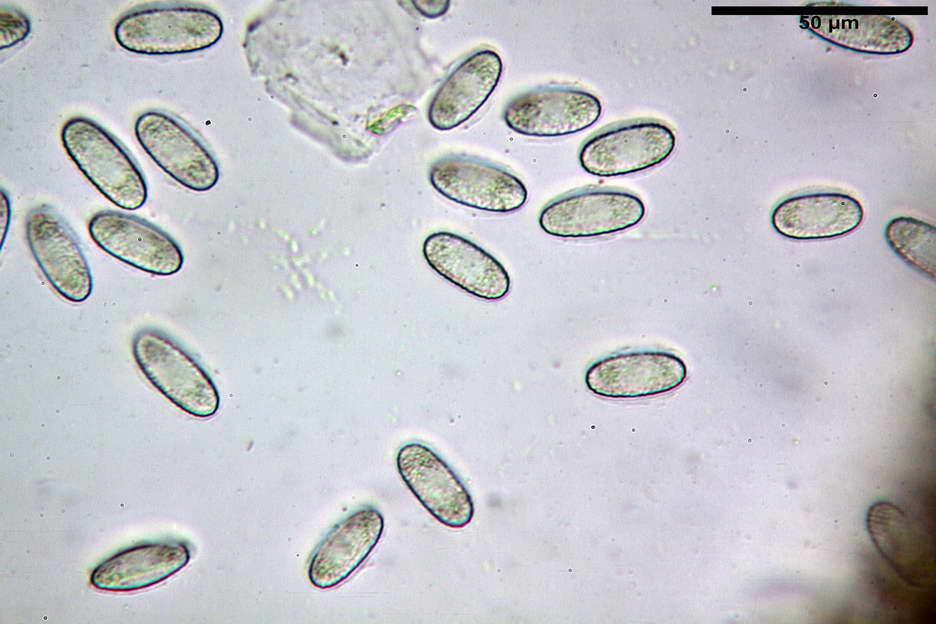 urnula pouchetii 4829 20.jpg