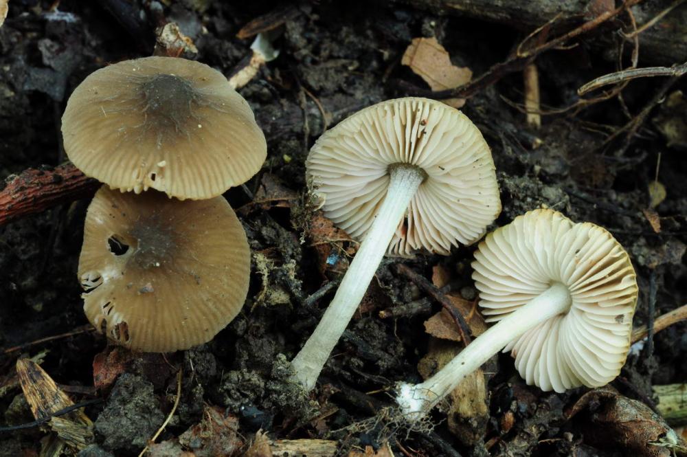 Pluteus thomsonii 6663 03.JPG