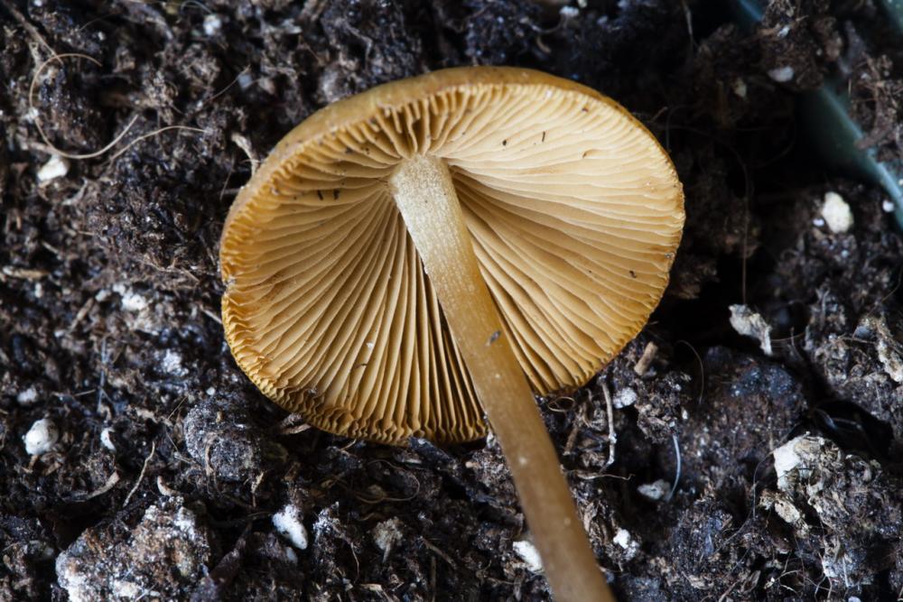 conocybe 05_resize.jpg