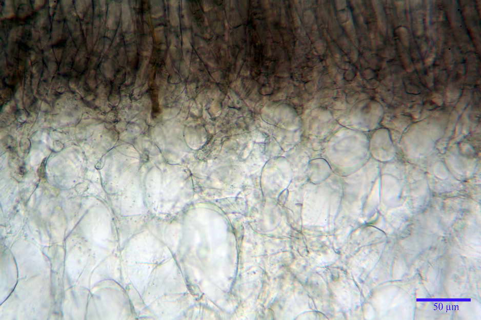 peziza badioides 4670 09.jpg