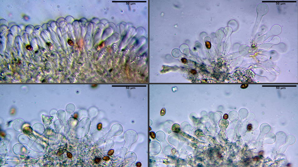 Galerina pruinatipes 03.jpg