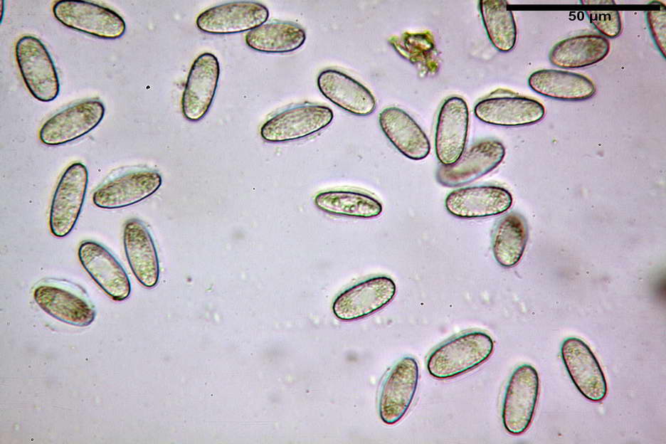 urnula pouchetii 4829 17.jpg